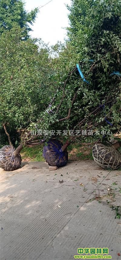 ��Ҷ÷��12������Ҷ÷�۸�14������Ҷ÷����