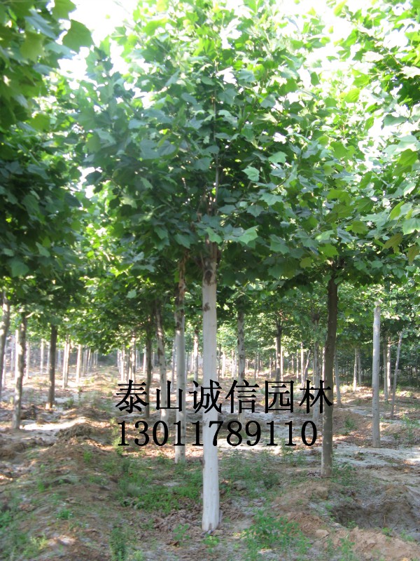 15���ַ�ͩ