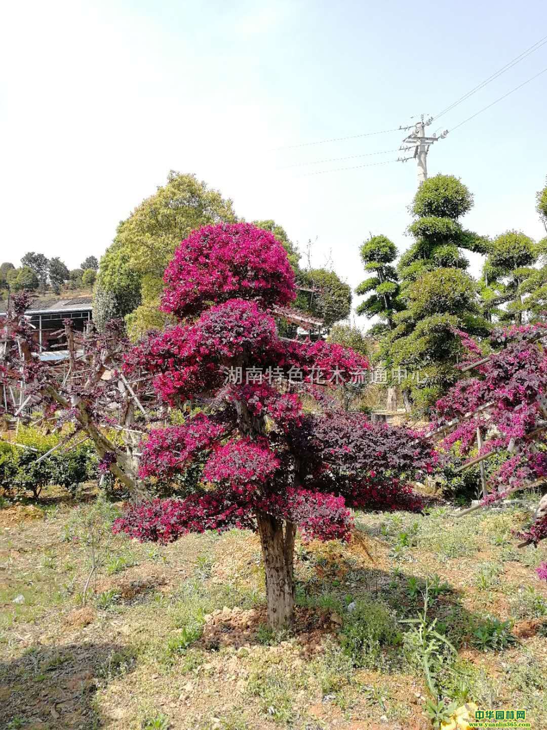 ���ͺ컨��ľ׮���������ͺ컨��ľ