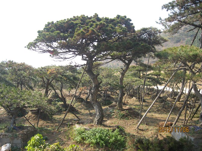 ���ɡ������������ɡ�ɽ�����������ɻ��ء�ɽ�����ͺ�������