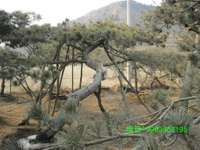 �ɻ�������ֱ��8-50cm�����ɻ��ء��������ͺ�������