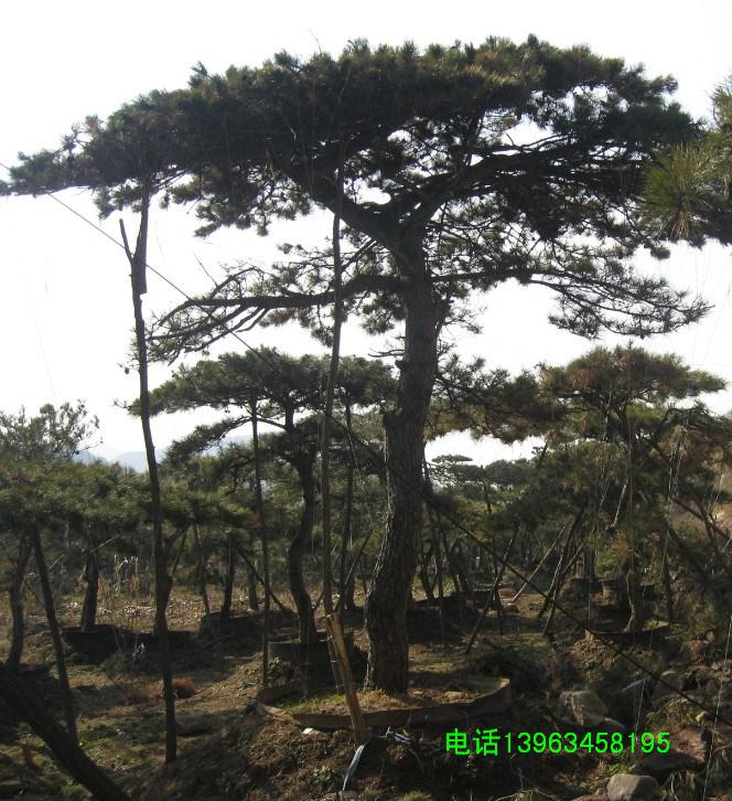 ���������ɻ��ء�ɽ���������ͺ��ɡ���װ���������ӵ�