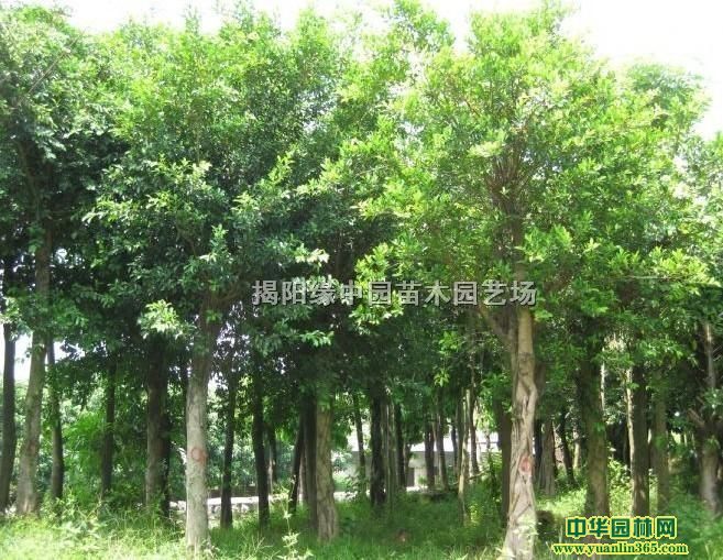 СҶ�Ź����ȫ