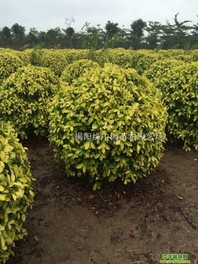 �ƽ��š����Ź����ȫ