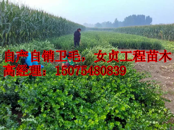 ������ëŮ�����