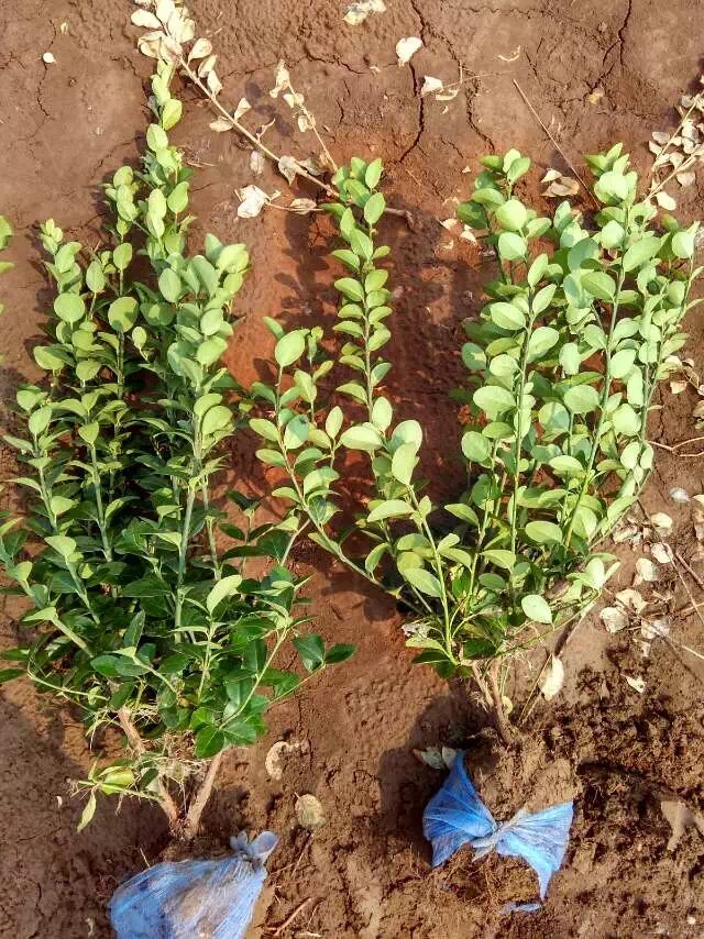 �Բ�50���ָ���ì