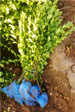 ��ˮ�б���������60-70������ì