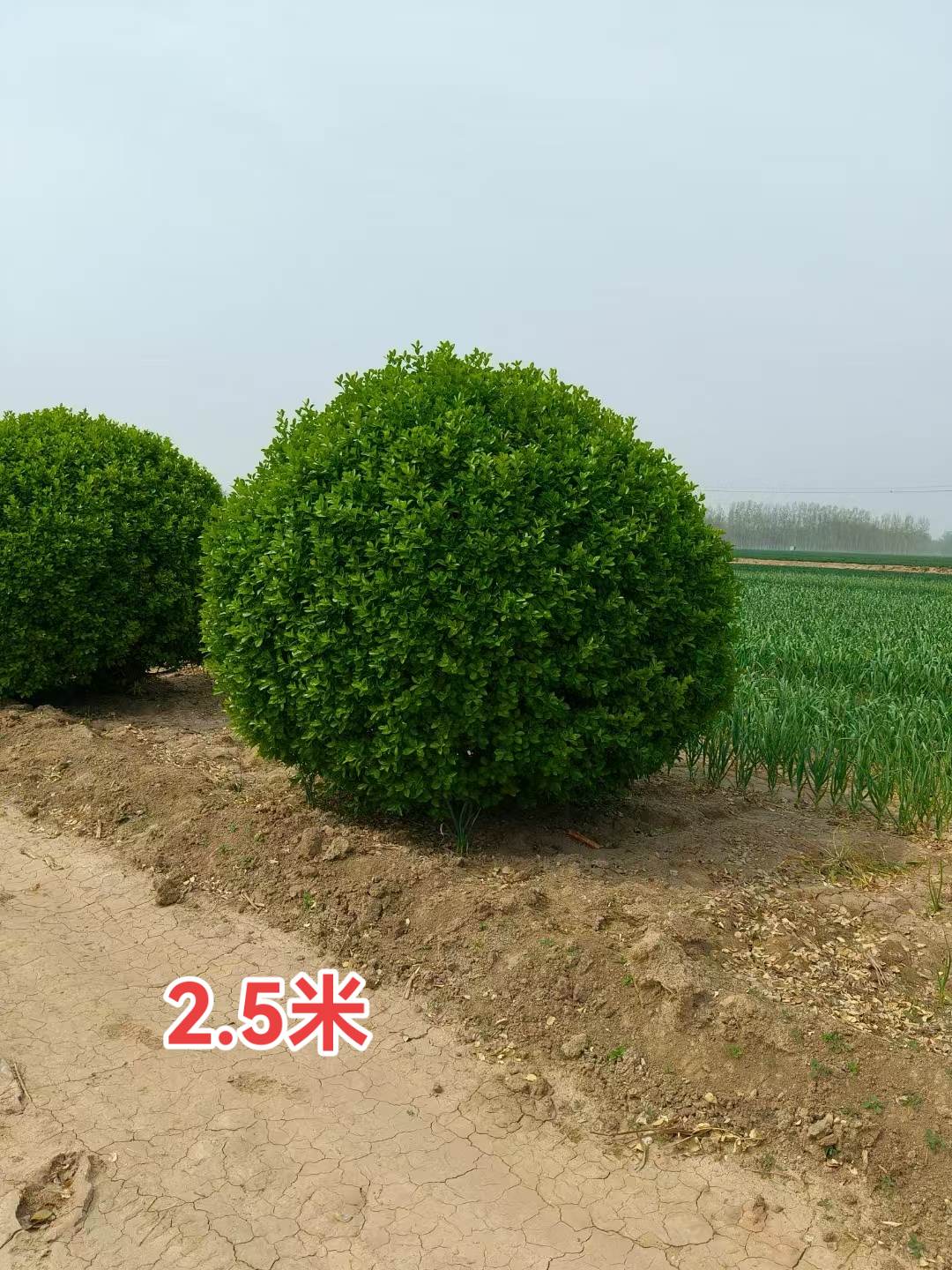 �ӱ�����2.5����ì��