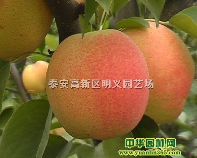���ֺ��桢���ֺ���