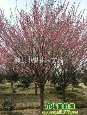 �Ĵ���Ʒ��÷�������÷���ͷ�֦��÷����÷����