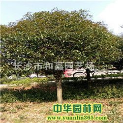 15cm���ֽ��16���ֽ��18cm���