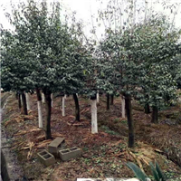 15����顖Wʯ�16����顖Wʯ�18�����ľʯ�