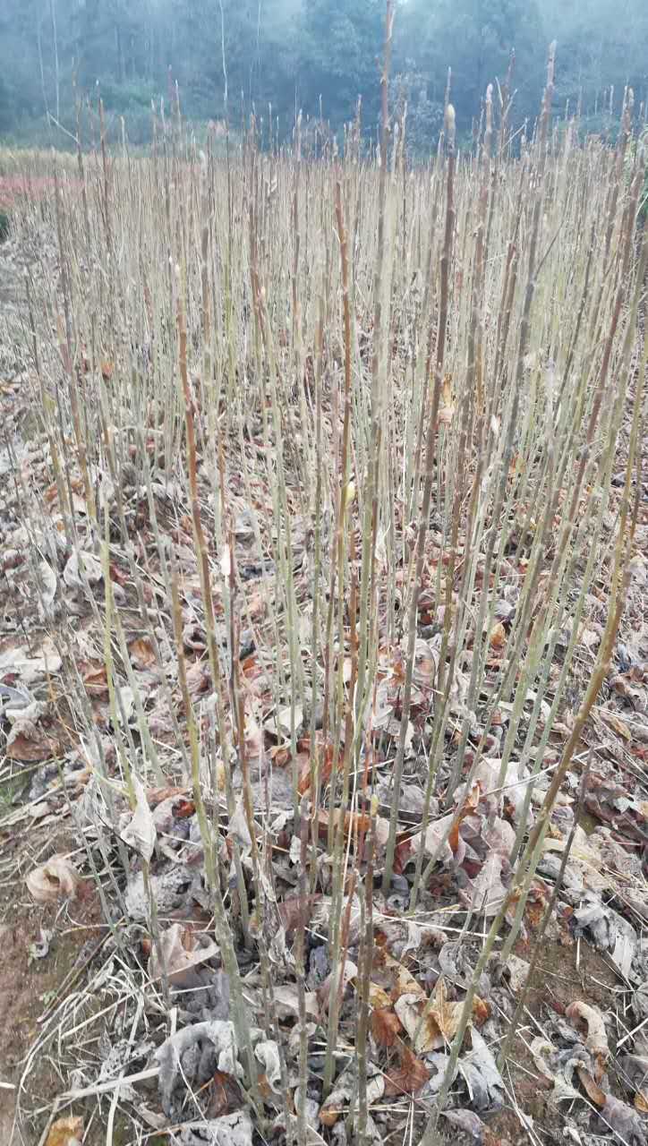 һ��������ľС�硢����ľС��۸�����ľ����