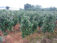 �軨����ء���צ�ʡ���÷����Ӣ����������������