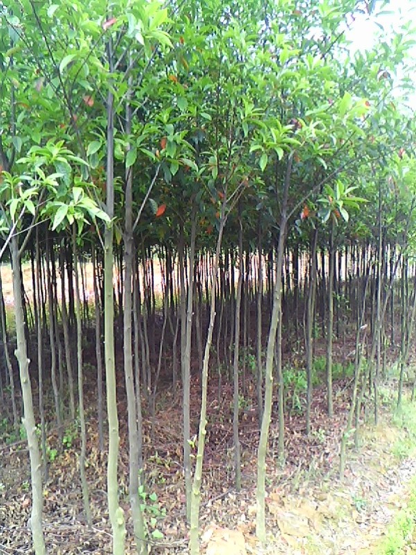 �ؾ��׾�2���ֶ�Ӣ�硢3����5-6-8-10����ɽ��Ӣ��