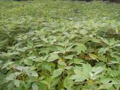 ��40-1�׸���ľ�硢�ؾ�1-2������ľ��