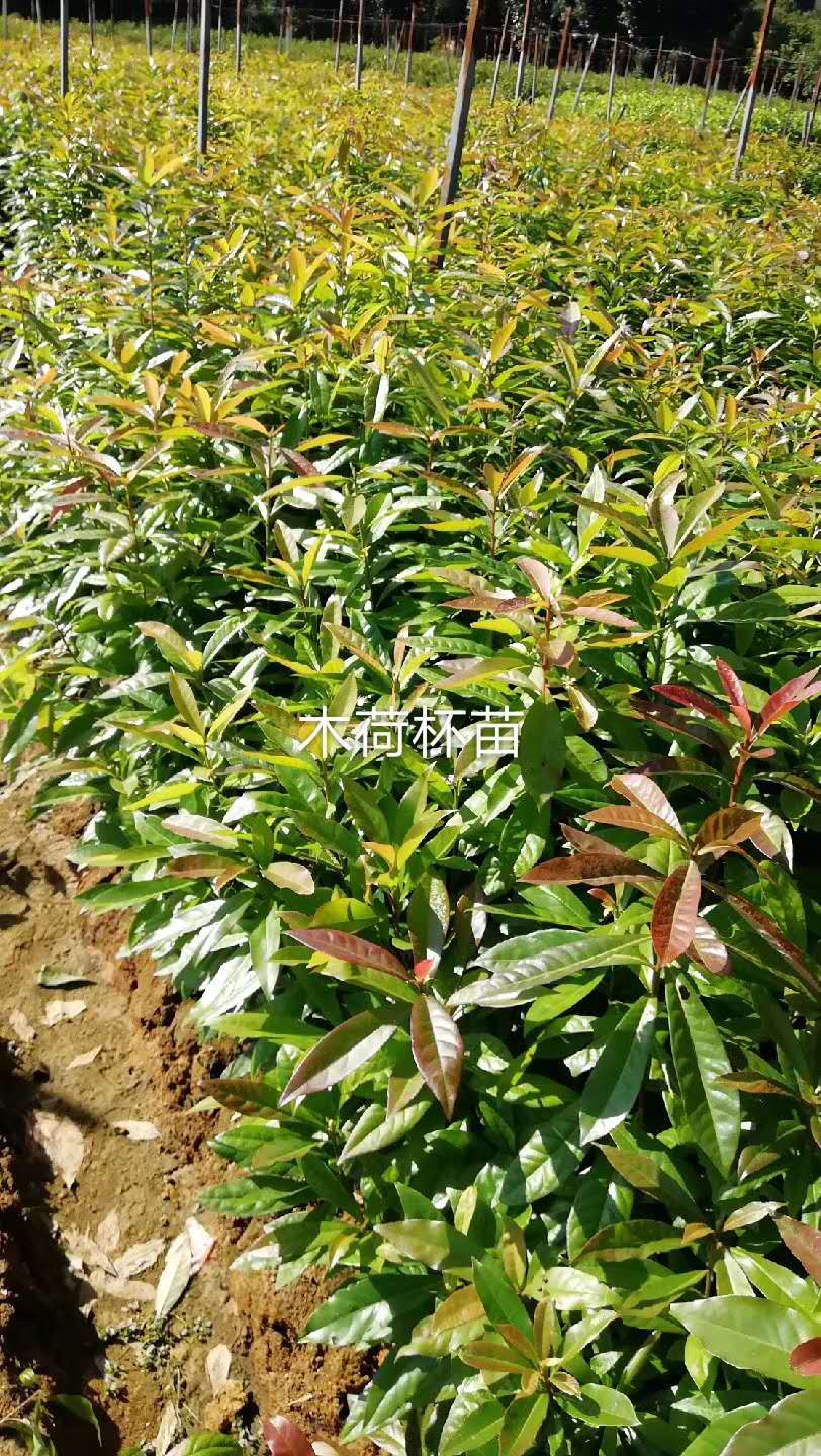 һ����ľ��С�硢������ľ�ɡ�������ľ��