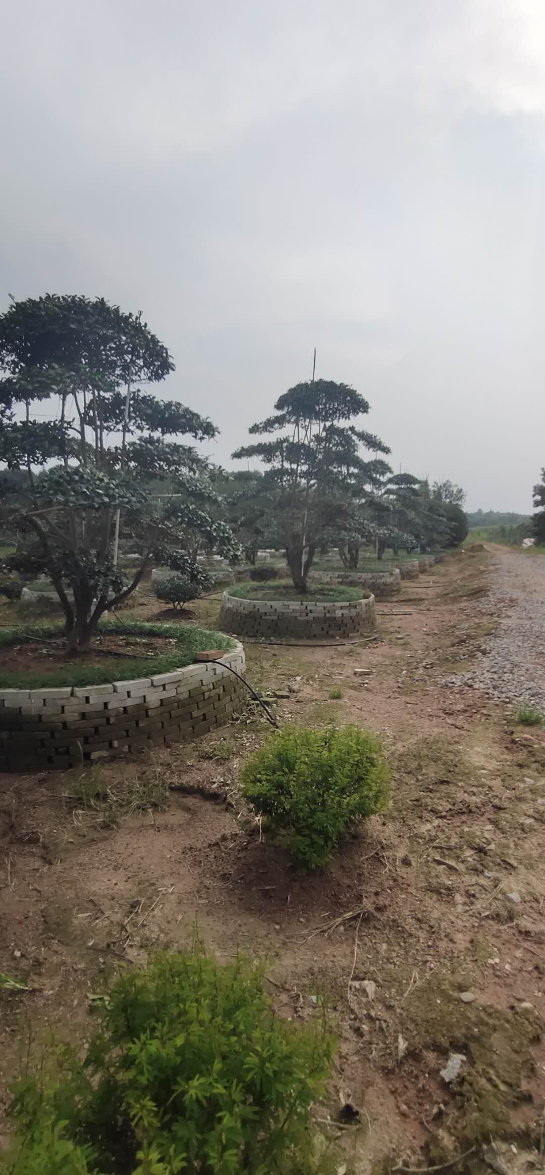 �������Ͳ�÷�硢�������Ͳ�÷�۸�