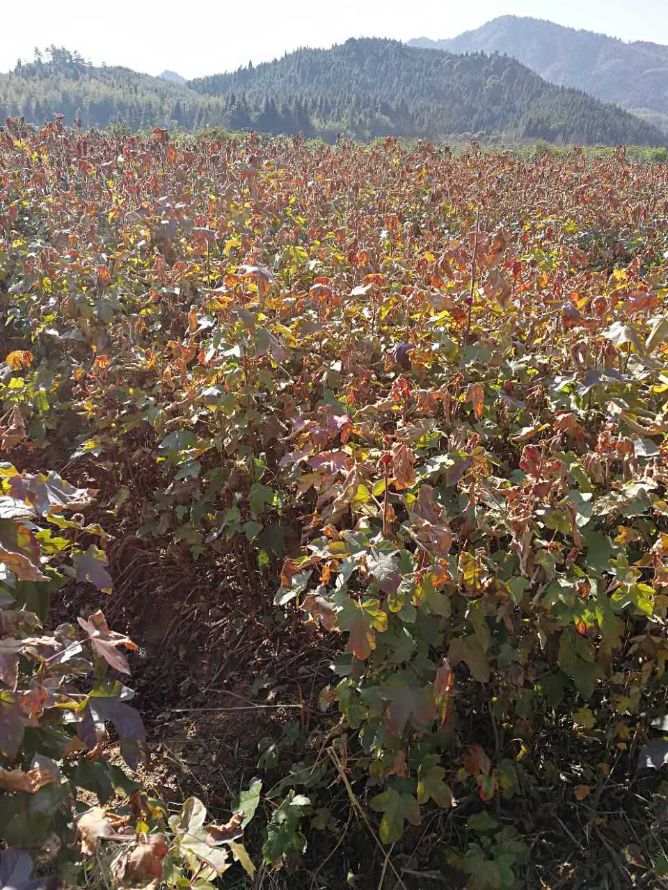 һ����ľ��С�硢������ľ����ֲ���ء�������ľ�ɹ�Ӧ