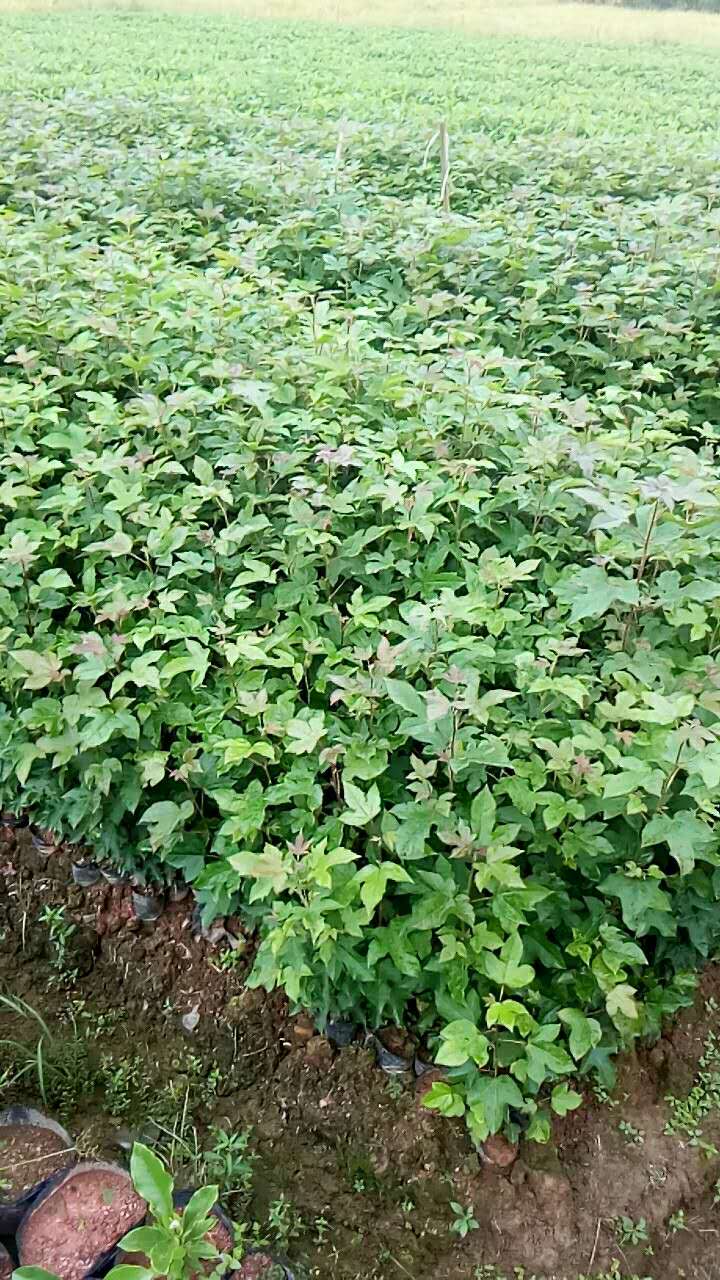 ����ľ��С�����������С���������ӢС��