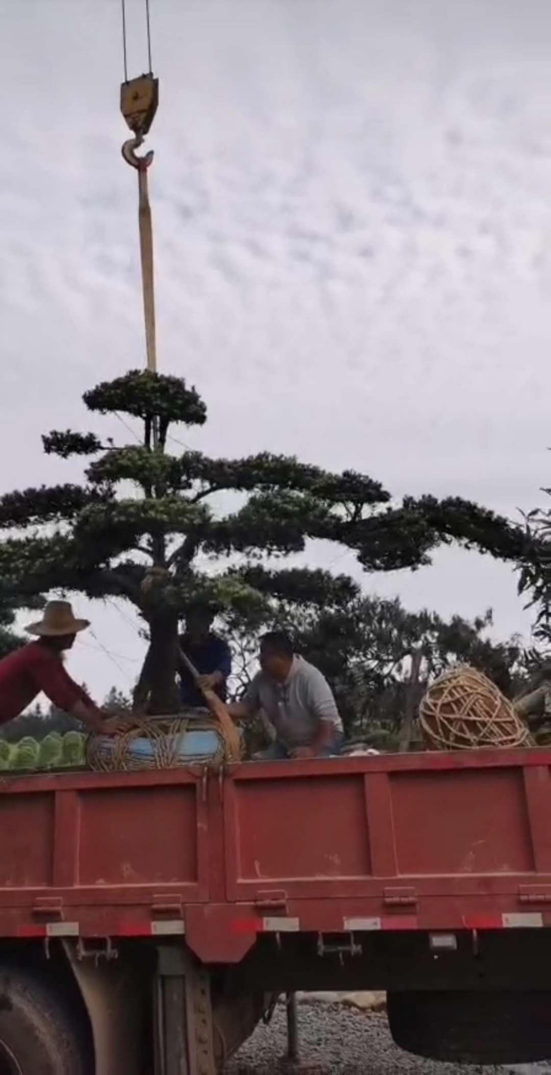 ���������޺��ɻ��ء����������޺���׮��