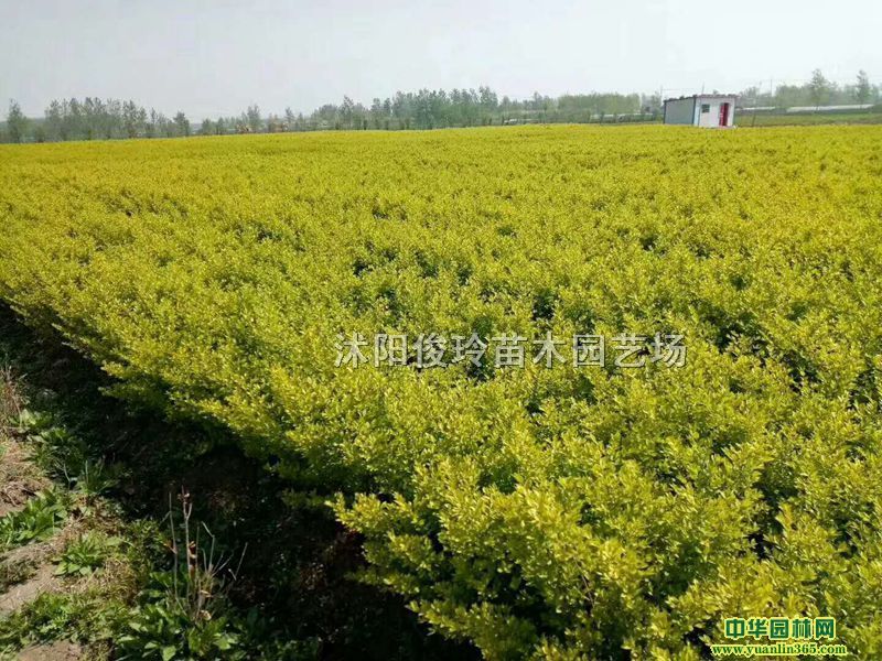 ��ҶŮ�ꡢ��ҶŮ���硢��ҶŮ�����ҶŮ��С���ҶŮ��������