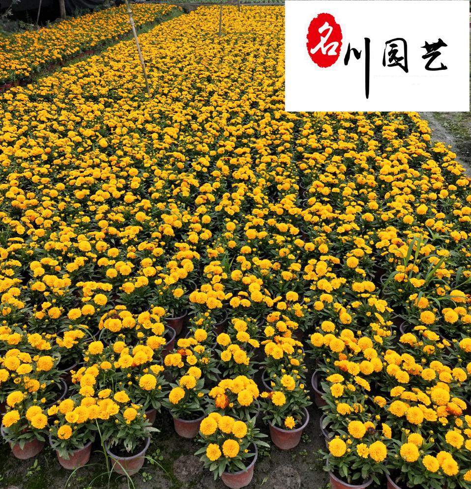 ��Ӧ�������𼦾ա����ͼ�ֵ�ߡ��ɶ��𼦾ջ�������