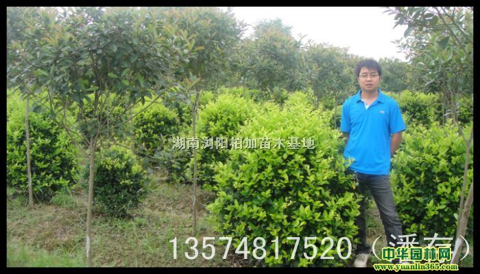 ��ɭŮ����