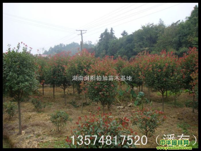 ��Ҷʯ骸߸���