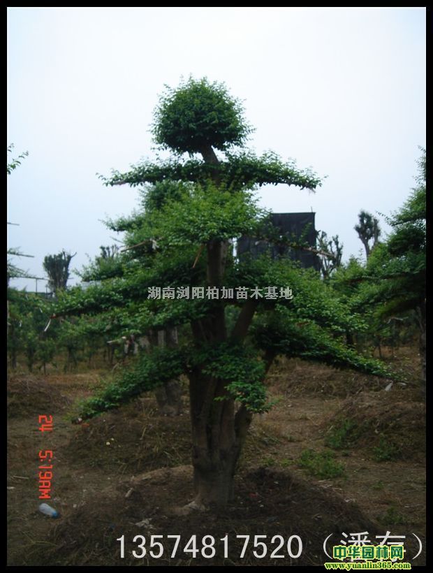 СҶŮ��������