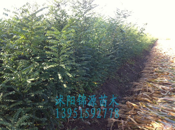 �����硢�����硢��ҶŮ��