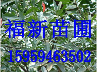 ��Ӣ���ӺͶ�Ӣ��