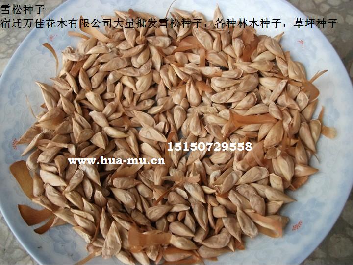 ѩ������