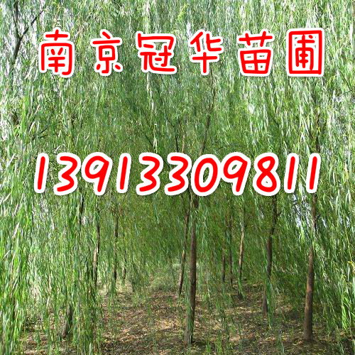 5���ִ�����5����������5���ֺ�������ֱ��