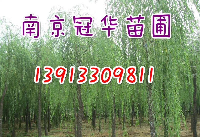 19���ִ���19���ֻ�Ƥ��19������Ƥ��19���ֺ���