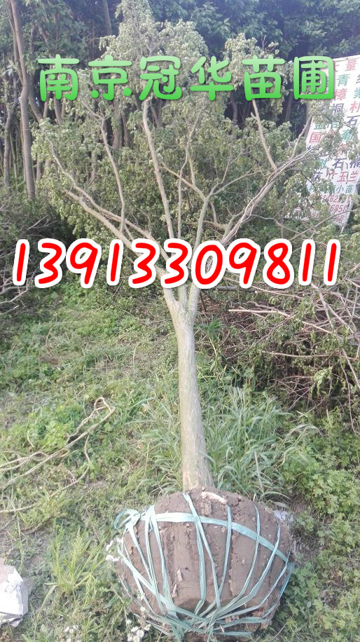 ��ޱ����3����5����7����9����11����13������ޱֱ��