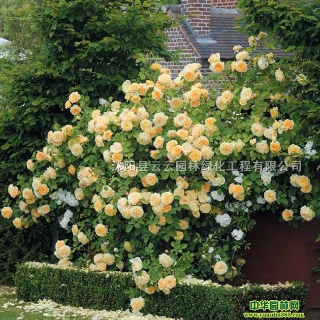 ��Ӧ��Ц��³�����¼���ŷ���¼��������¼�