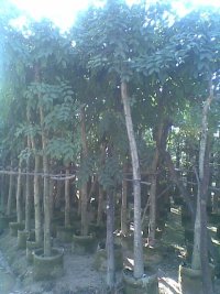 ������ֲ���硢����