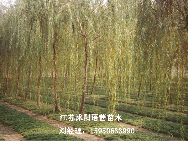 9���ֽ�˿��