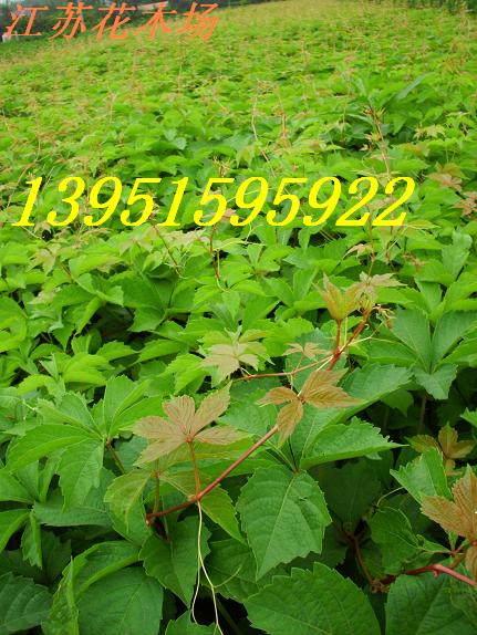 Ӫ���ḻ�ĺ�����3-5���ְ�������������