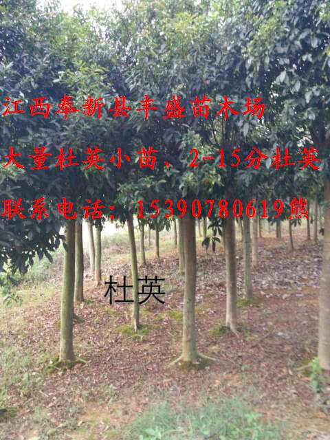 10���ֶ�Ӣ��10����ľ��