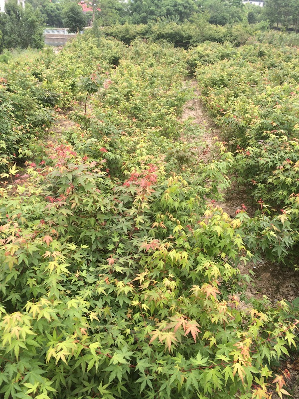 �ؾ�1���ּ�צ��С���80-120����0.8Ԫÿ��