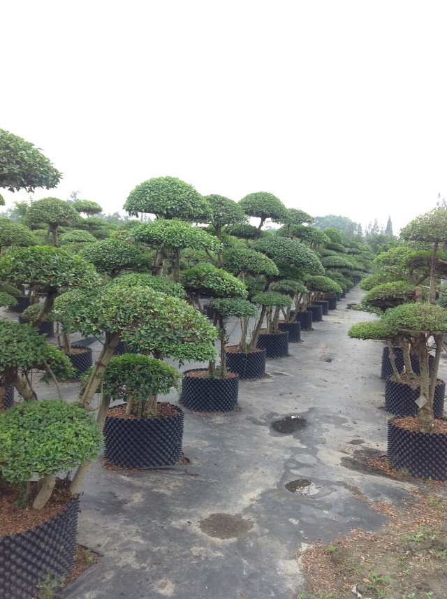 小叶榕基地,小叶榕盆景,小叶榕桩头,小叶榕造型,小叶