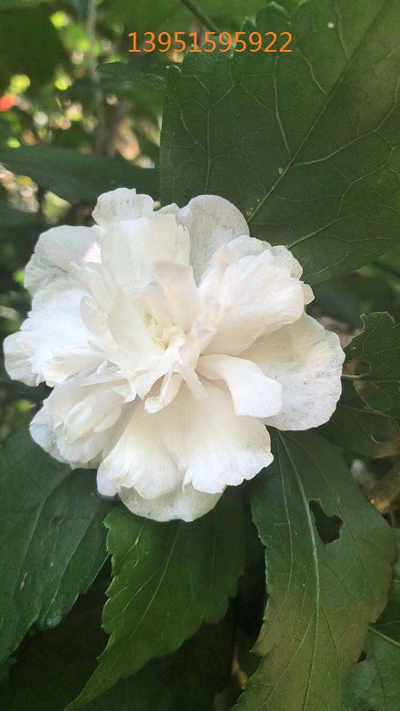 �׻�ľ�ȡ��컨ľ�ȡ�����ľ�ȡ��ذ�ľ�ȸ�ȡ����