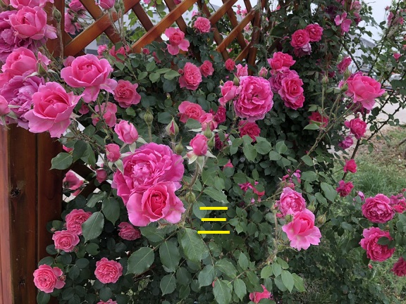 �ٱ��¼������С����������ڲʺ硢������������ľ�㻨��Ǿޱ