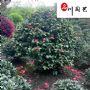 �軨����ľֱ������Ʒ�軨�������Ӧ���۵�����