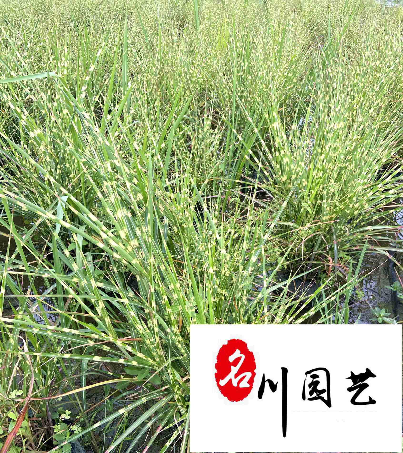 ��Ҷâ���Դ�����Ӧ������ˮ�����Ͳ����������Ż�
