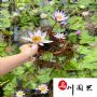 ˯������ֱ�����ɶ�ˮ��ֲ������������˯�����繩Ӧ