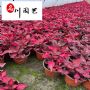 ��Ӧ��Ʒ��Ҷ�Ⱥ챭�硢���ʲ�Ҷ���������Ż�