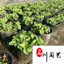 �ɶ������ɻ�����ľ�������뻨���������Գ��������Ż�